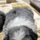 폼스하우스 이미지