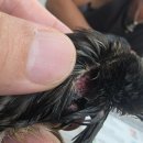 동물병원 All Pets 이미지