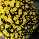 노랑이와 자주국화꽃 이미지