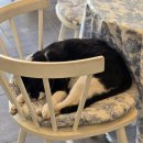 자담치킨 부천심곡점 | 부천역 데이트코스 추천 🐱 맛집 '존중' + 턱시도 고양이 있는 카페 '카페동네 심곡점' 내돈내산 후기