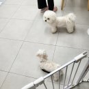 윌리하니 그루밍 이미지