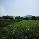 안성리-8 이미지