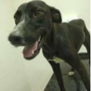 (주)서울동물병원 이미지