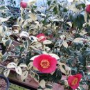 동백농장 이미지