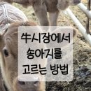 우(牛) | 우牛시장에서 좋은 송아지를 고르는 방법