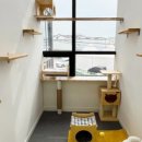 운정고양이호텔 이미지