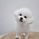 토비애견미용 이미지