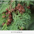 의사도 포기한 암, 무작정 들어간 산에서 찾은 희망|편백나무가 보여준 자연의 힘|전남 장성 축령산 치유의 숲|하나뿐인 지구|#골라듄다큐 이미지