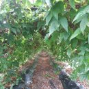 선은농장 이미지