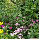 꿈에그린 민박 이미지