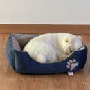 몽그라미펫 이미지