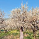 매화농장 | 아무때나 못가는 부산 매화 명소, 기장 매화원 개화시기와 개방기간