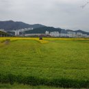 낙동강관리본부 대저생태공원 4 이미지