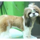 도토리 펫살롱 이미지