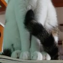 살랑 그루밍 이미지