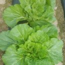 소연농장 이미지