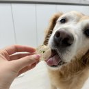 꼬소한댕 이미지