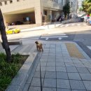 광명 24 아이디동물의료센터 | 광명 24아이디 동물의료센터에서 크림이 예방접종하고 왔어요