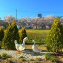 분홍강아지 | 🌸 대구 벚꽃 개화현황 &amp; 숨은 명소 추천 (아기랑 가기 좋은 곳)