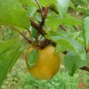 살구네집 이미지