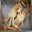 평남횟집 | 현지인 추천 삼척 대게 포장 맛집 평남수산 가격, 맛 후기