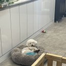 마벨펫