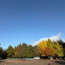 A7 | 경남 산청 [가고파캠핑장] 11월 은행나무 A7 사이트 후기