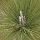 해송2로 이미지