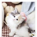 광주캐터리 이미지