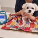 오성병원 | 천안 서북구 동물병원 추천 심장 내과 전문인 동물...진심 다니고 수치 개선된 이야기 내돈내산 솔직후기