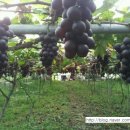 가나안농장2농장 이미지