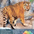 돼지의 족보 이미지