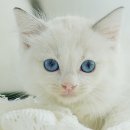 My Love Cat(마이러브캣) 이미지