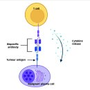 유한회사 에스엘케이파트너 | 🧬 항암 신약 핵심 기술 맵 (JP모건 헬스케어 관점) - 항암 3대 기술과 국내 항암 관련주 Top 5