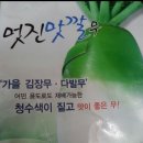 김장무 (멋진맛깔무)씨앗 나눔합니다. 이미지