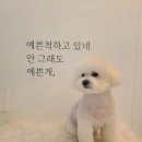 황실 애견미용 살롱 네이버블로그