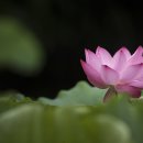 꽃이야기 이미지