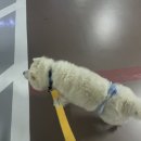 다다펫스파 이미지