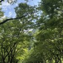 주천민박 | 수친자가 수영할 수 있는 계곡이 바로 앞, 영월 캠핑장 추천 | 영월 런닝 추천 | 무릉도원면 카페 추천