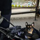 남이섬설리조트2 이미지