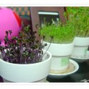 봄에새싹 이미지