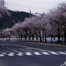 벚꽃로 이미지
