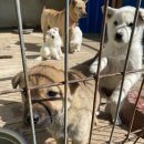 진도개영농조합 이미지