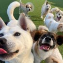 도그어스플래닛 이미지