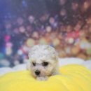 (주)야옹아멍멍해봐펫 강아지고양이 대전신탄진점 | 대전 신탄진강아지분양 고양이분양 푸숑!