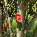 보길윤선도원림 이미지