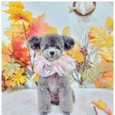 스파펫살롱 이미지