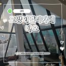 마오카페(MAO CAFE) | 홍대 아이와 갈만한 곳, 고양이도 보고 닌텐도 게임하러 [고양이 멀티카페 마오]