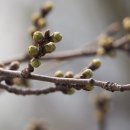 봄에새싹 이미지