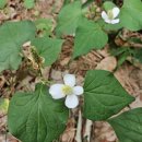 나무랑 풀이랑 이미지